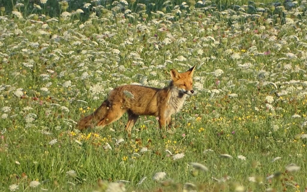 rencontre renard