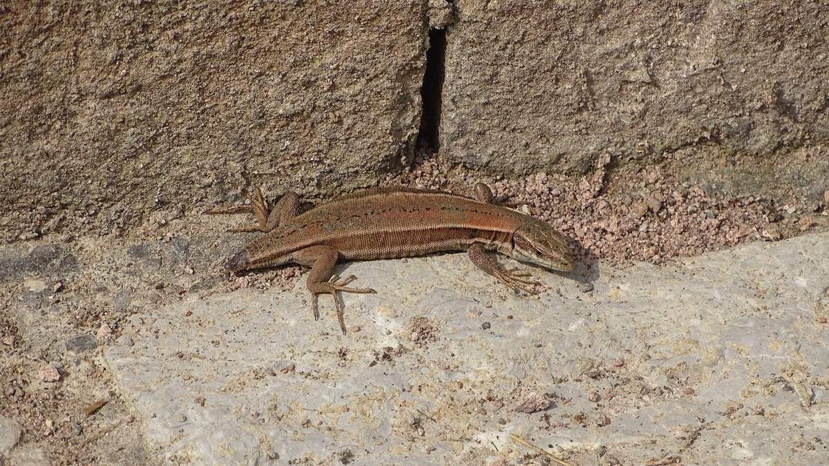 Combien De Fois Un Lezard Peut Perdre Sa Queue L’étonnante stratégie du Lézard pour échapper aux prédateurs ! - Nature