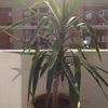 Rempoter son Yucca