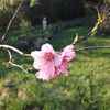 Prunier en fleurs