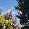 Glycine