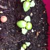 Semer du Basilic sur son balcon