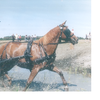 Cheval à vendre