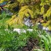 Ce matin dans le jardin……