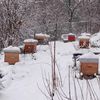 Le rucher sous la neige