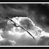 Partir avant ....