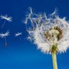 Fleurs d’émotions ….