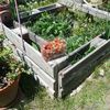 Jardin"Finca la Rédencion" 7 . 2017: Année des Fraises