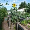 Jardin "Finca La Rédencion " 10 . C'est l'explosion !