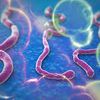 Ebola : le mensonge généralisé - par Jean-Marc Dupuis