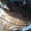 Koulibiac de saumon en images