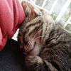 Praline ... ma petite boule de poils d'amour !
