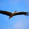 Les oiseaux d'Arreux