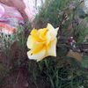 Une Rose pour mon ami Hadj Kadour et pour tous les fidèles du blog
