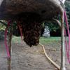 Attaque féroce de frelons sur les abeilles