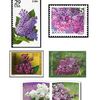 Le lilas
