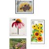 Le rudbeckia