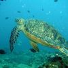 J'ai nagé avec les tortues de mer!