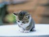 Pour chaque "suréquipé" un chaton meurt ...