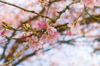 Enfin le printemps !!!!