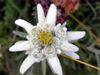 eidelweiss-barles-blog dranreb0434