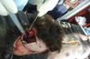 GABON : Le comment et le pourquoi de ces crimes crapuleux. The how and why of these horrible ritual crimes