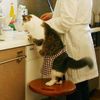 Do It Yourself spécial Matou, la recette de la pâtée pour chat maison! le Cat Fooding: Mon chat et moi on se régale! Un livre de Jean-Yves Gauchet, édition le courrier du livre