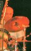 Concert de Jazz par l'association Puzzle de Sannois