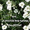 Le pouvoir des fleurs : la rose