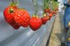 Pesticidoj : la 10 fruktoj kaj legomoj plej infektitaj