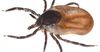 Lyme, la petite bête qui monte, qui monte, qui monte .. le bourrichon