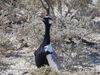 Acte 6.3 / Namibia Loop 2015 / Dorob - Damaraland - Etosha