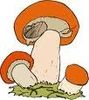 CHAMPIGNONS 2014