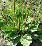 plantain