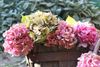 HORTENSIA ..........
