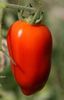 Tomates confites