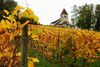 Breveter une molécule naturelle de la vigne
