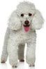 Pour l’amour du chien de race pure…