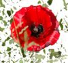 Calendrier plantes sauvages 2015-2016