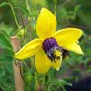 Merci aux Seedlovers - Ingrid de Dordogne