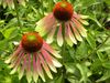 Merci aux Seedlovers - Pascale de Belgique