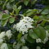 Les viornes - Jardinage à Frescati
