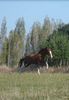 Equitation en amazone, travail du cheval : déménagement!