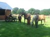 A nos amis les chevaux