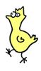 Poussins de poules marans