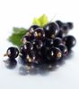 +PLANTATIONS DE PLANTS DE CASSIS ET DE FLEURS. Classe des Petites Sections