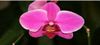 Cours d'art floral