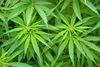 Cannabis...