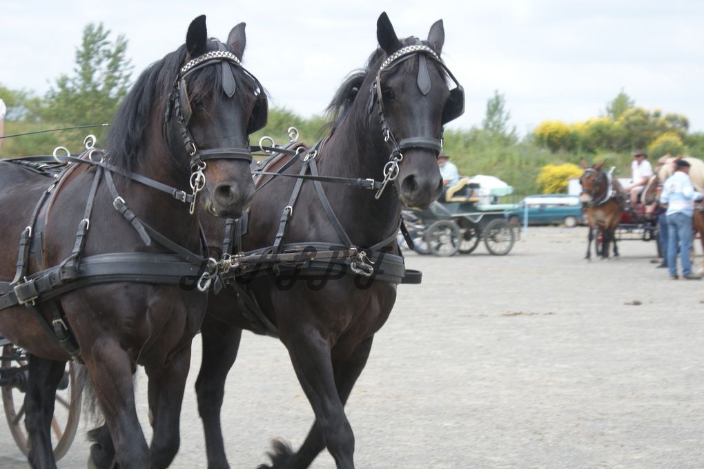 site de rencontre pour cheval