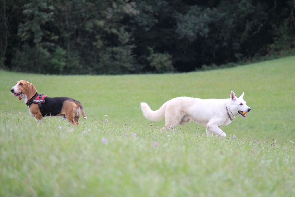 site pour rencontre canine